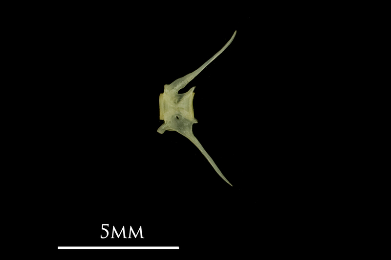 Bullhead caudal vertebra lateral view