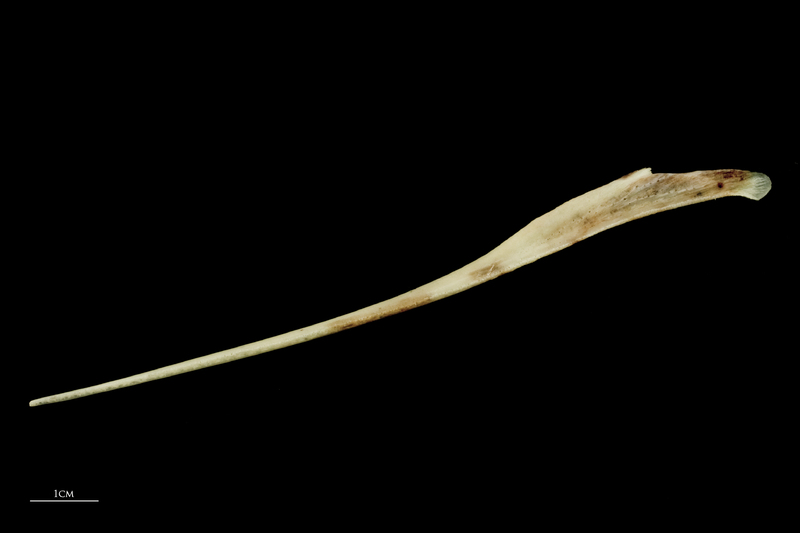 Garfish premaxilla lateral view