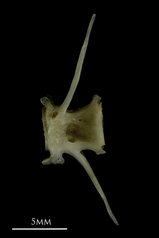 Common pandora caudal vertebra lateral view