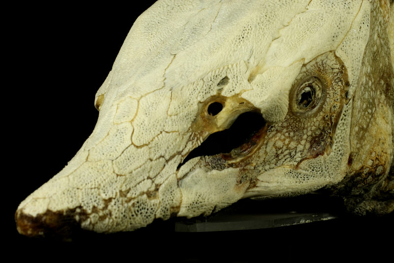 Sturgeon skull detail view