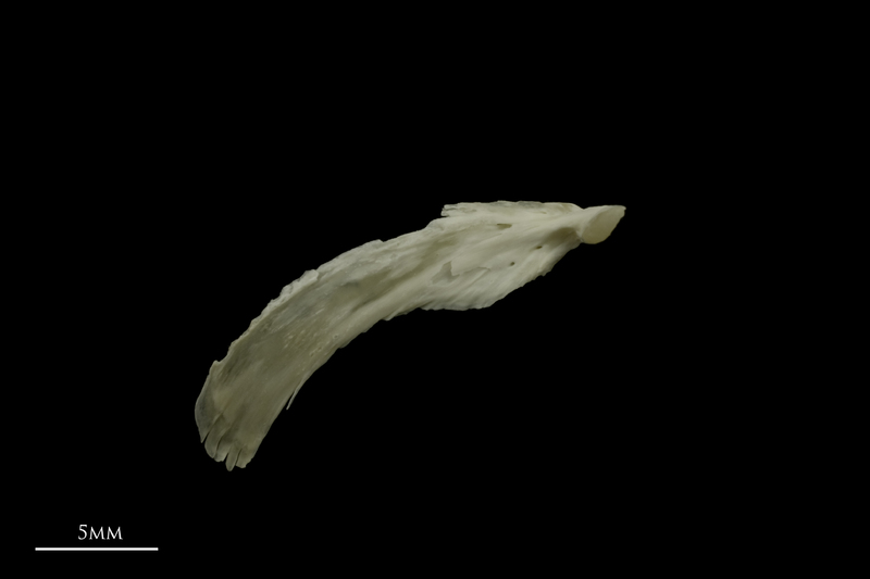 Grayling maxilla medial view