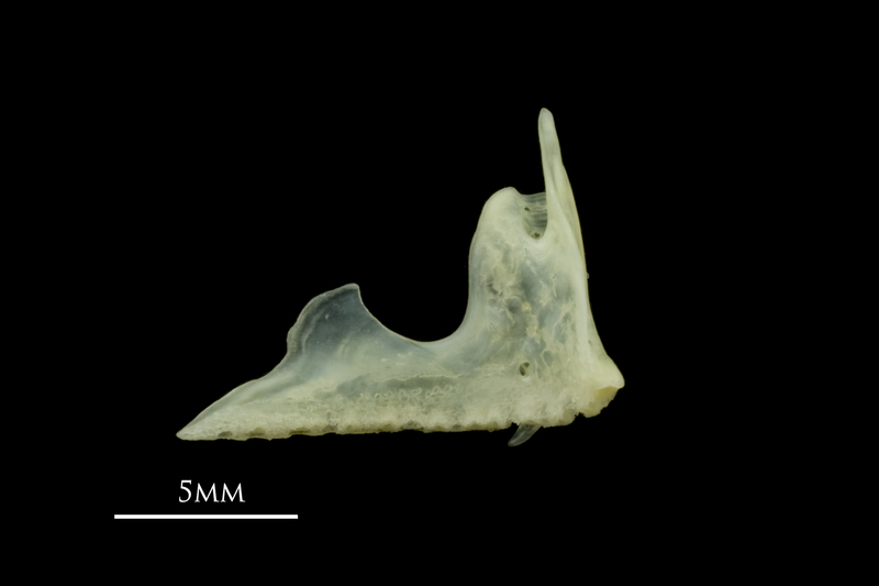 Red mullet premaxilla medial view