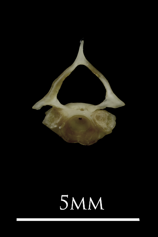 Eelpout first vertebra anterior view