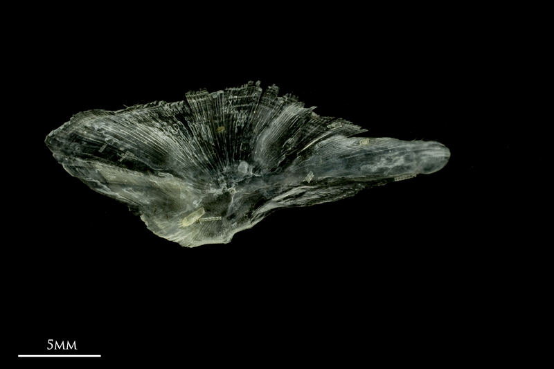 Common sole for assessment medial view