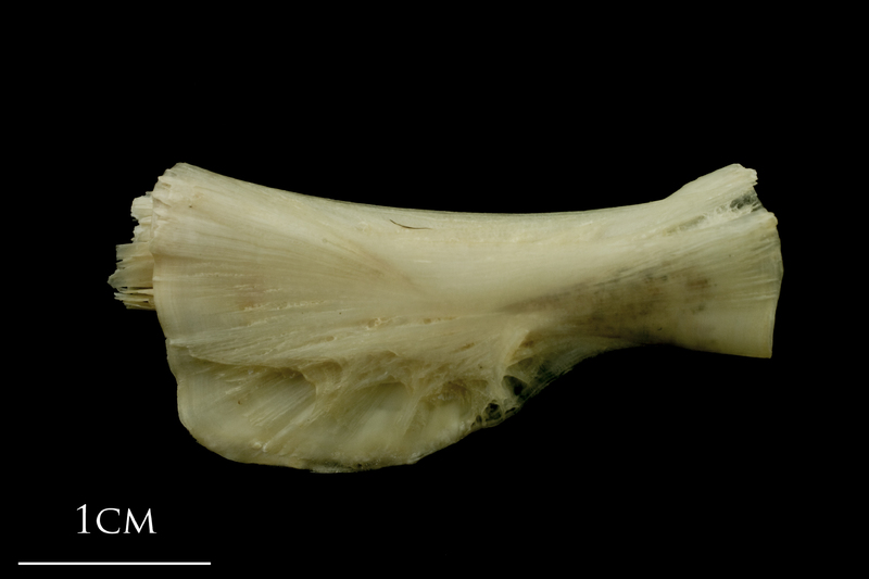 Haddock ceratohyal lateral view