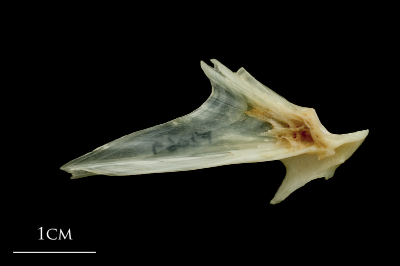 Haddock articular lateral view