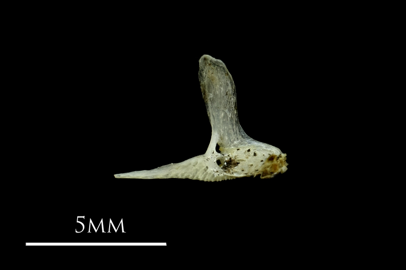 Three-spined stickleback premaxilla medial view