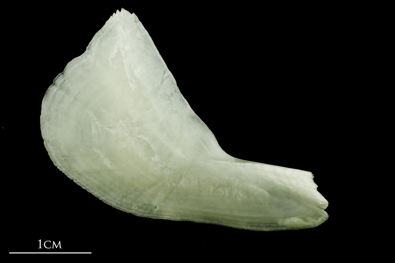 Freshwater bream subopercular lateral view