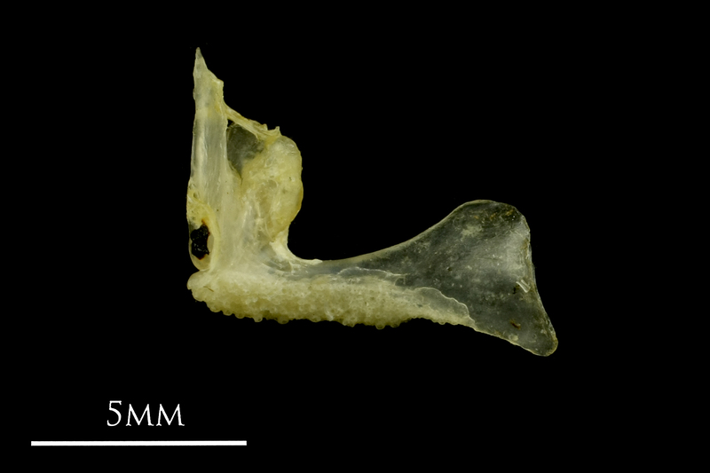 Ruffe premaxilla medial view