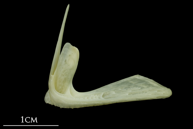 Bullrout premaxilla lateral view