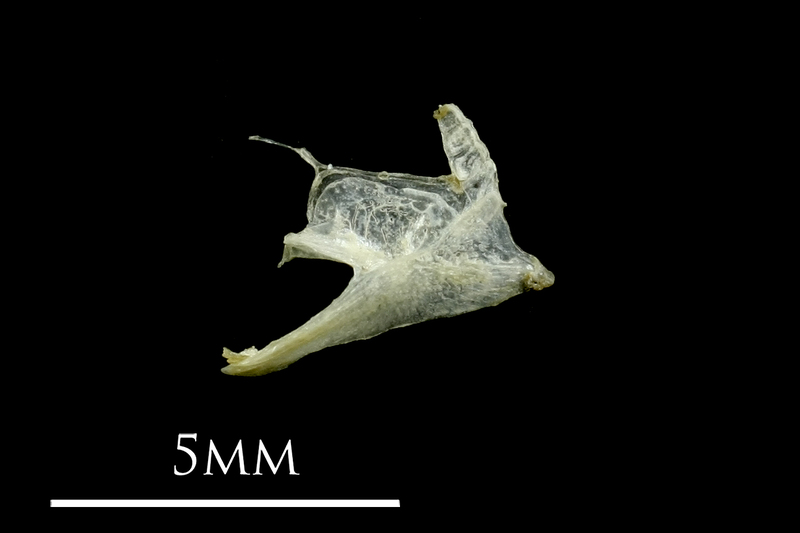 Three-spined stickleback dentary lateral view