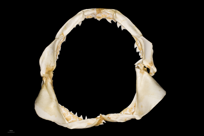 Blue Shark jaw posterior view