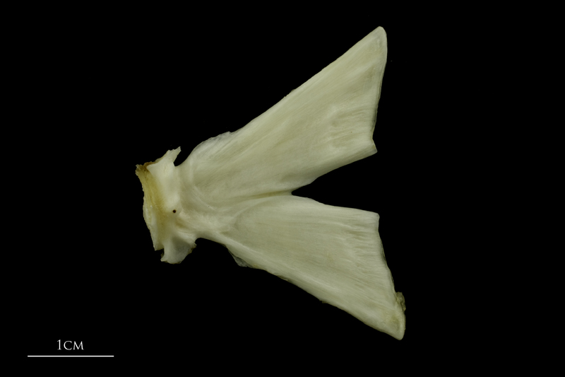 Grey Triggerfish ultimate vertebra lateral view