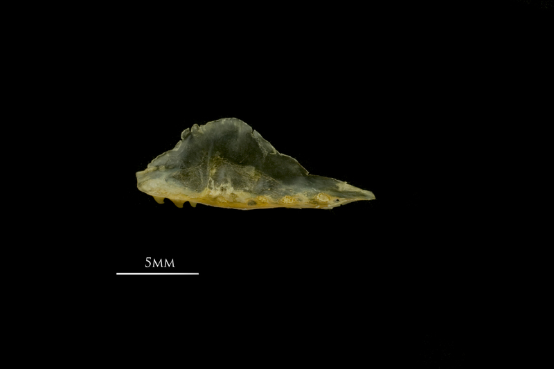 European smelt pharyngeal ventral view