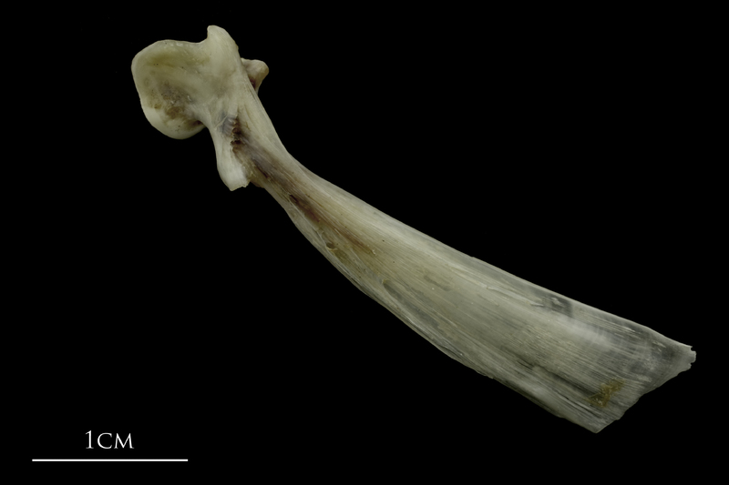 Brill maxilla lateral view