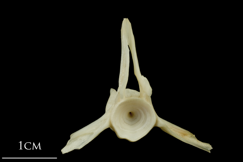 Haddock precaudal vertebra anterior view