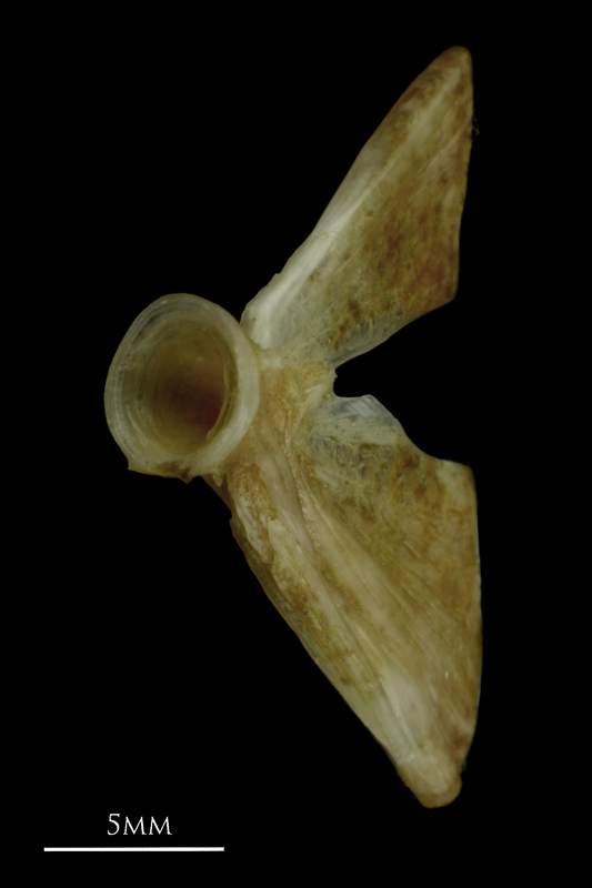 Couch's seabream ultimate vertebra anterior view