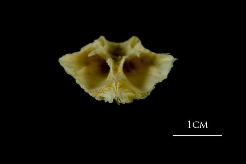 Atlantic cod basioccipital posterior view