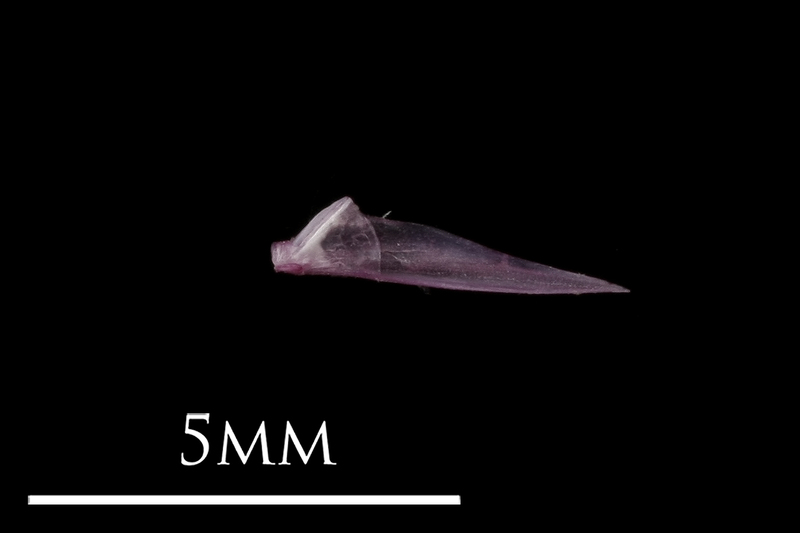 Dragonet quadrate medial view