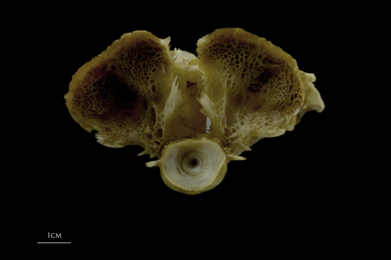 European conger parasphenoid basioccipital complex posterior view