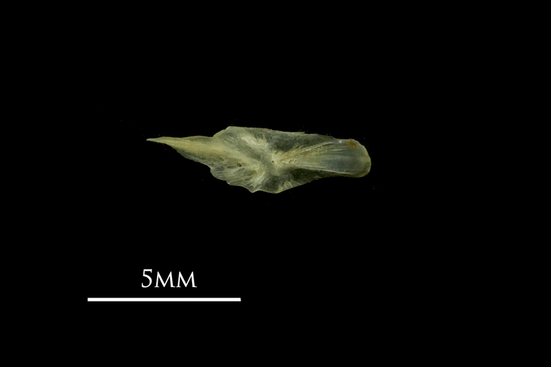 Bullhead preopercular lateral view