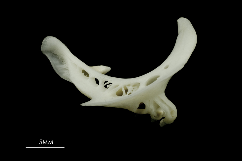 Roach pharyngeal ventral view