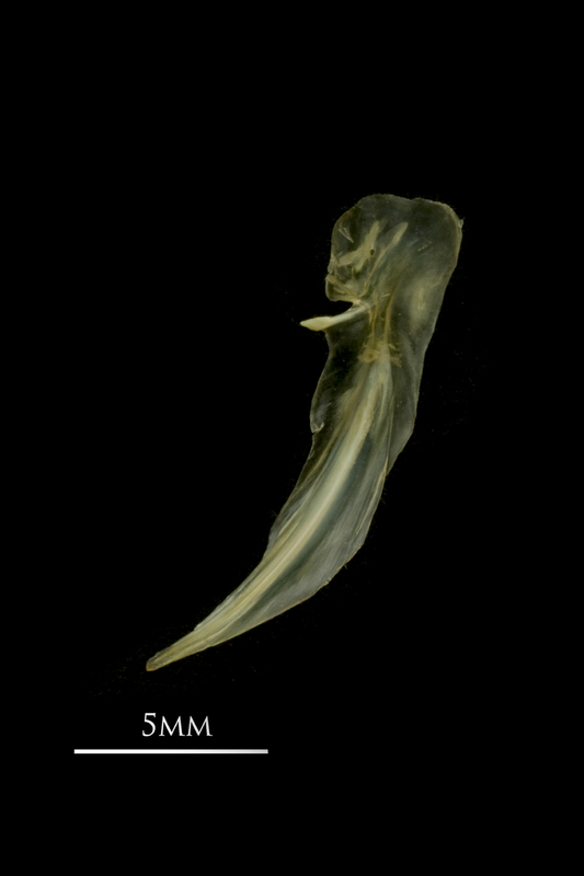 European smelt posttemporal lateral view