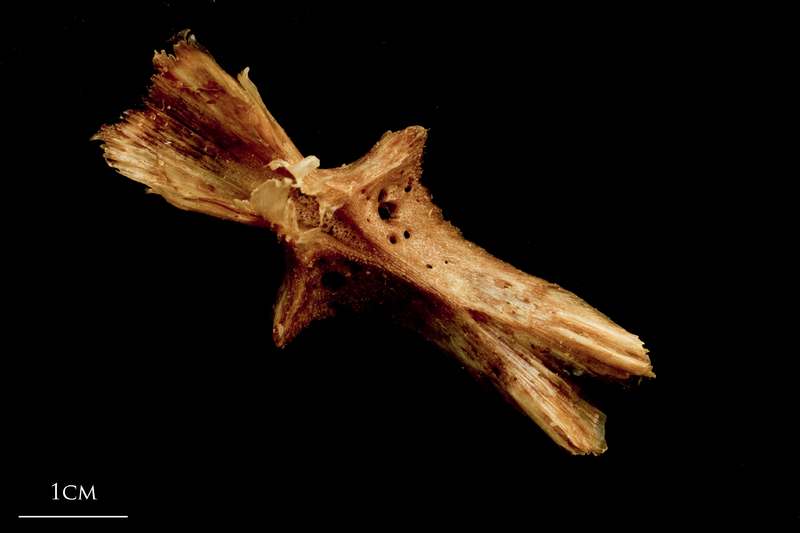 Catfish parasphenoid dorsal view