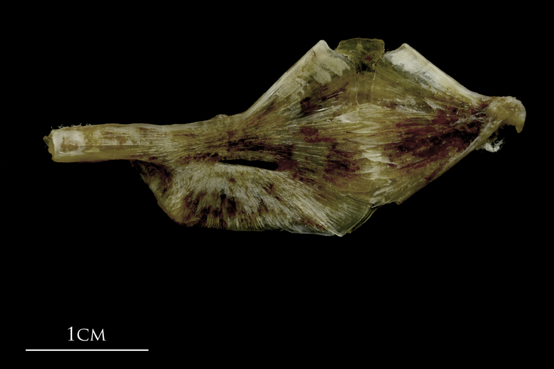 Brill ceratohyal epihyal complex lateral view