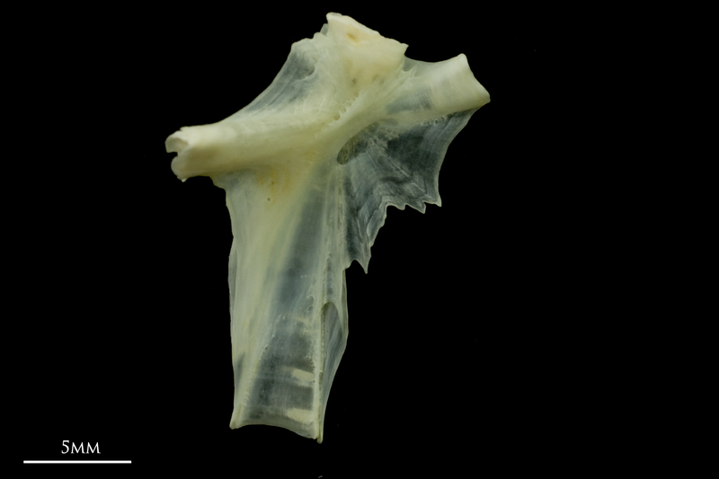 Bullrout hyomandibular medial view