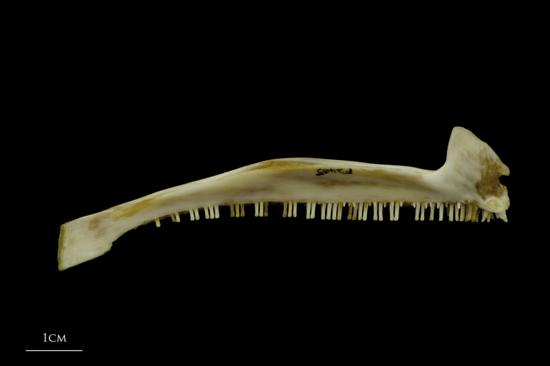 European conger premaxilla medial view