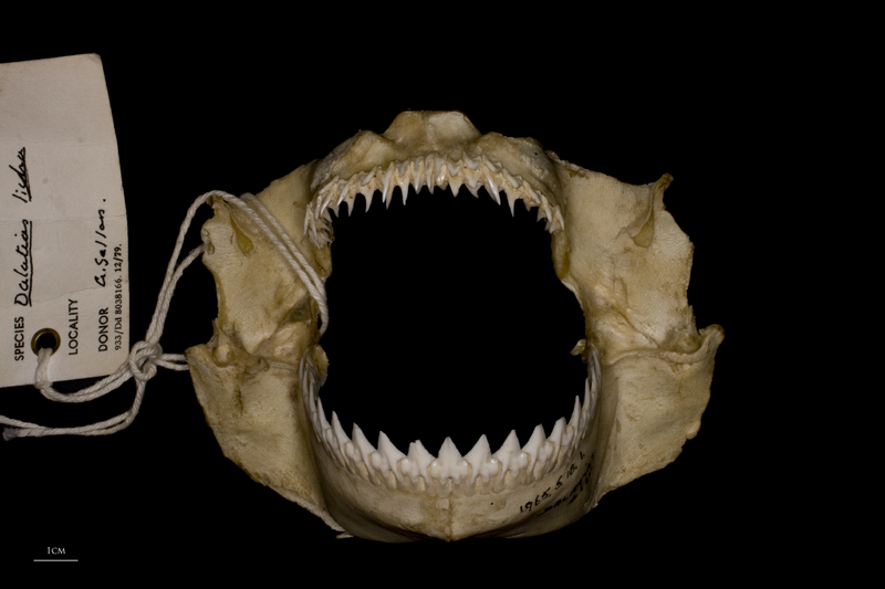 Kitefin Shark jaw anterior view