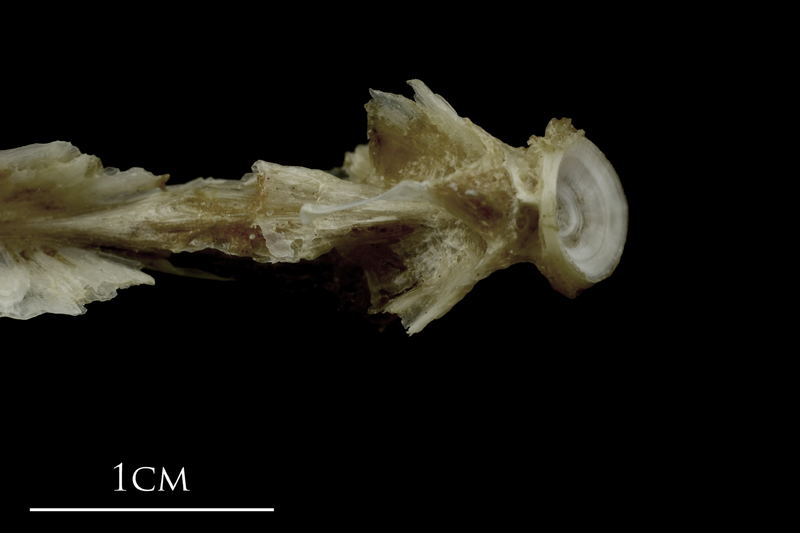 Brill basioccipital dorsal view