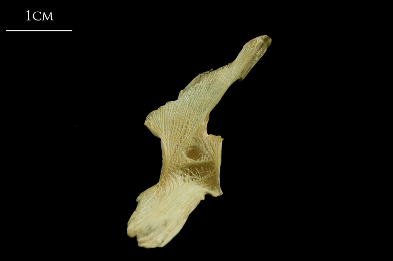 European hake precaudal vertebra lateral view