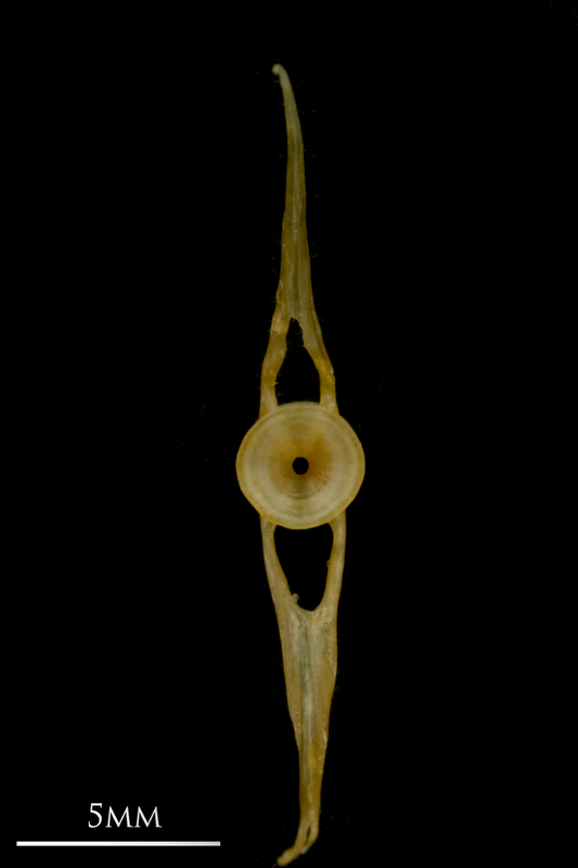 Vendace caudal vertebra anterior view