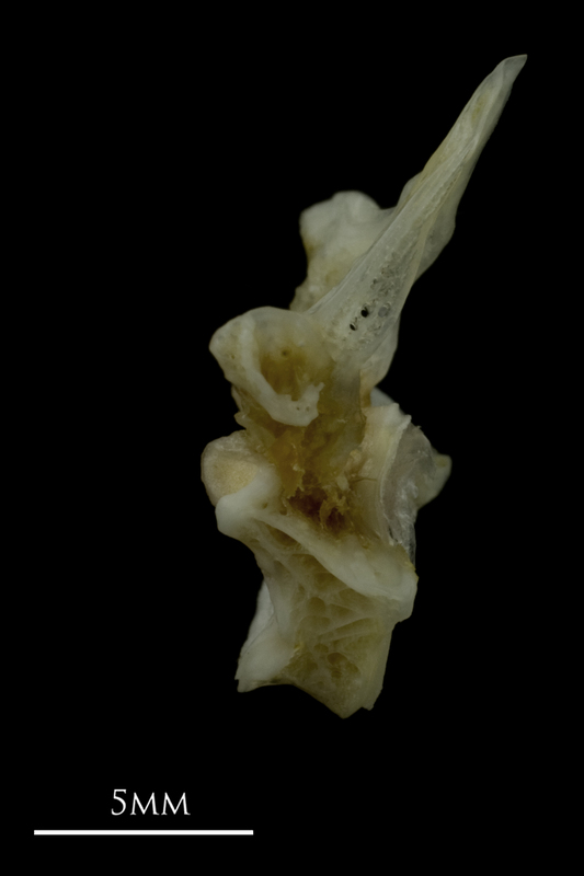 Red gurnard first vertebra lateral view