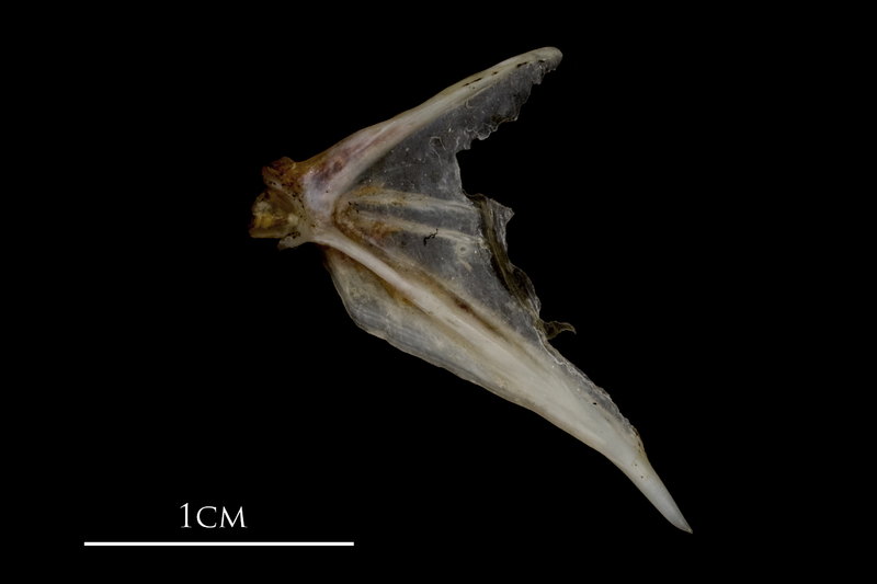 Sea scorpion opercular medial view