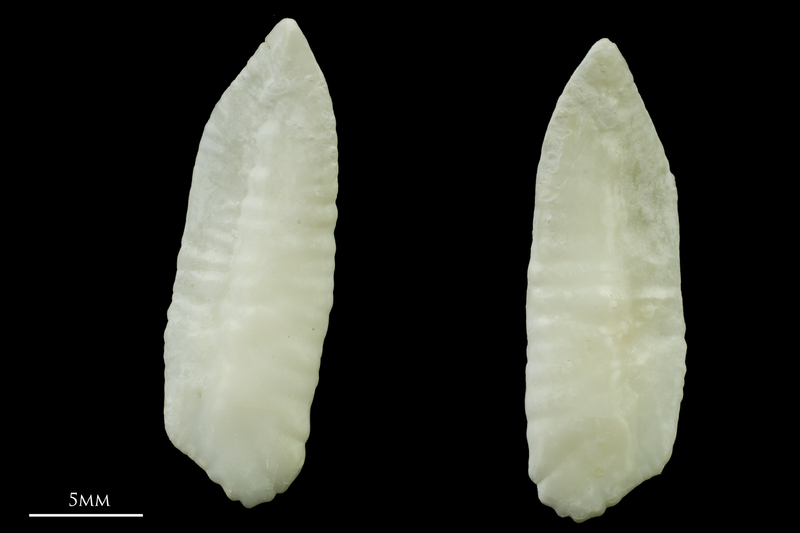 Haddock otolith(s) detail view