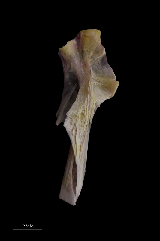 Tub gurnard hyomandibular lateral view