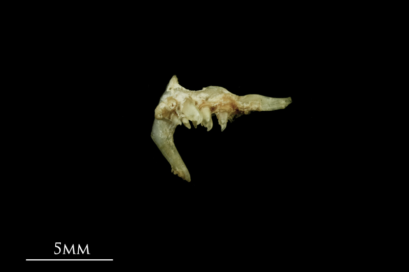 Bleak pharyngeal dorsal view