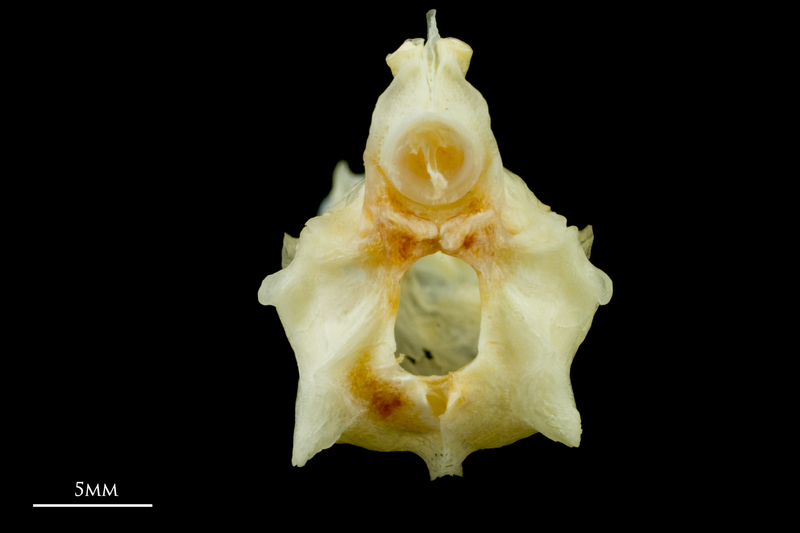 Common sole basioccipital posterior view