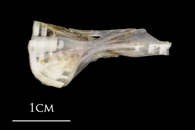 Sea scorpion ceratohyal medial view