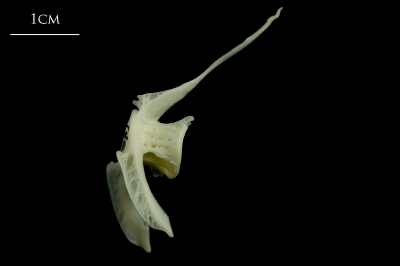 Whiting precaudal vertebra lateral view