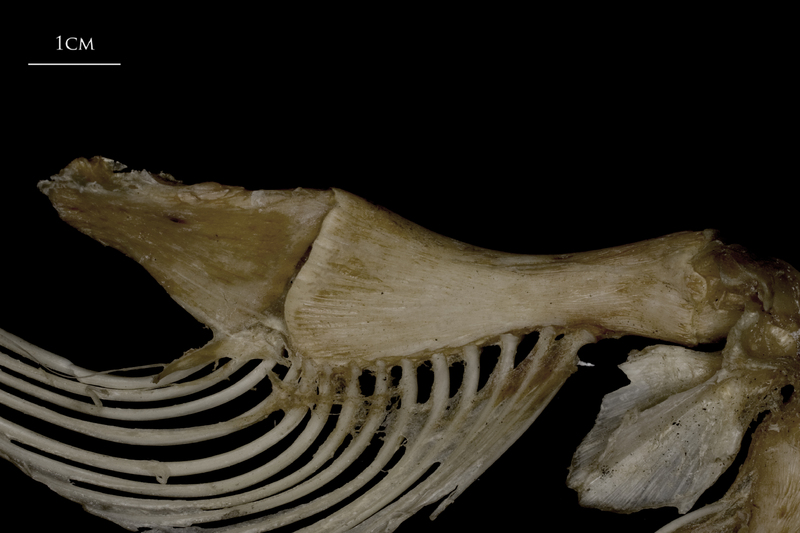 Wels catfish ceratohyal epihyal complex medial view