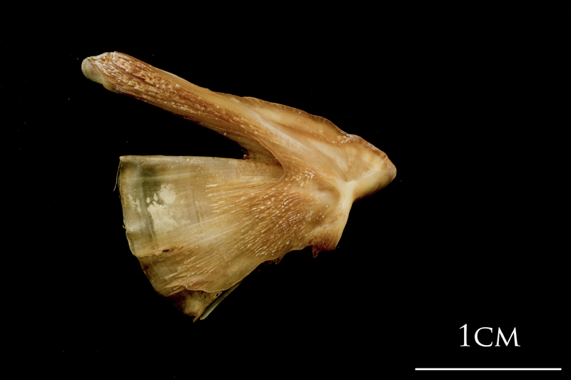 Catfish quadrate lateral view