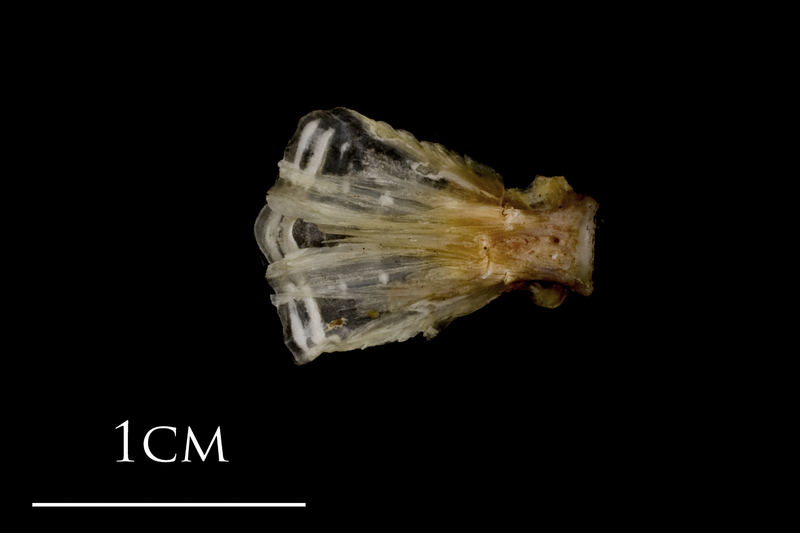 Sea scorpion basioccipital ventral view