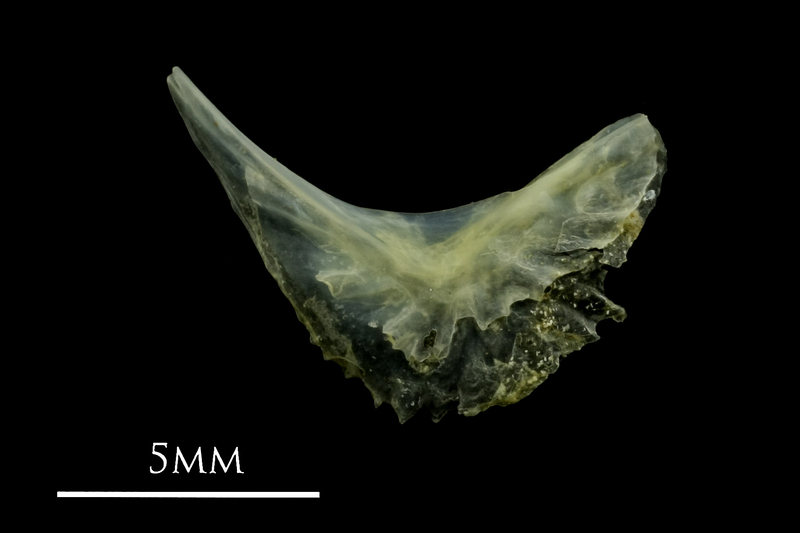 Small sandeel preopercular lateral view