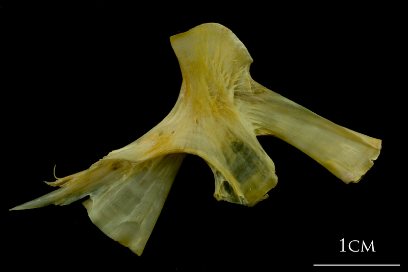 Saithe hyomandibular lateral view