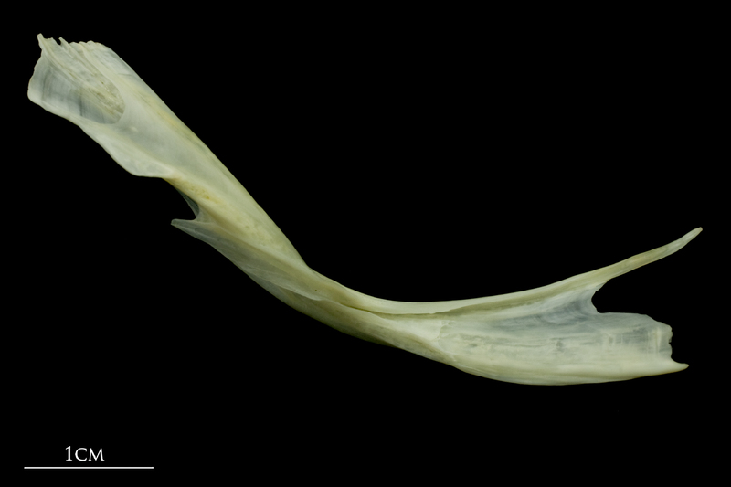 Bullrout cleithrum medial view