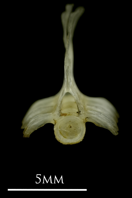 Sandsmelt precaudal vertebra anterior view